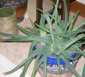 Aloe