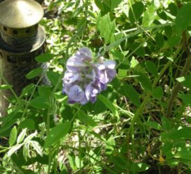 Amethyst-Falls-Wisteria