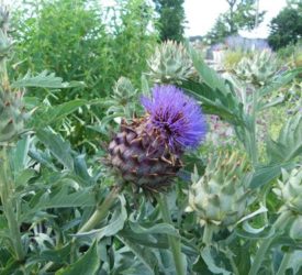 Artichoke-with-bloom