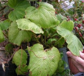 B.-acida-very-large-leafed-begonia