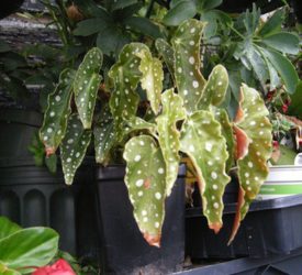 B.maculata