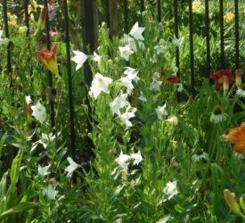 Balloon-Flowers