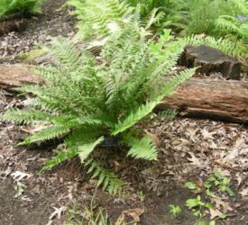 Barnes-Male-Fern