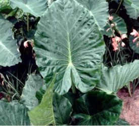 Beautiful-Elephant-Ears