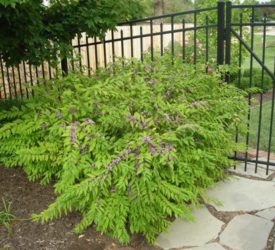 Beautyberry-Calicarpa