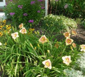 Betsys-Mothers-Daylily-Streaker