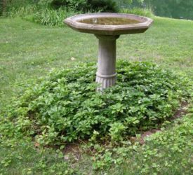 Bird-bath-and-Pachysandra