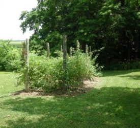 Black-Raspberry-bushes