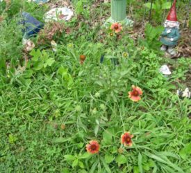 Blanket-Flower