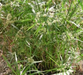 Bog-Plants-Over-wintering