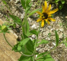 Brown-eyed-Susan