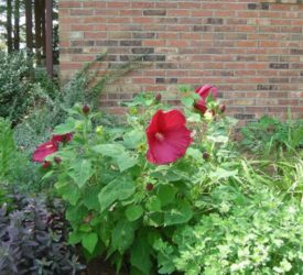 Burgundy-Hibiscus