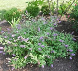 Butterfly-Bush