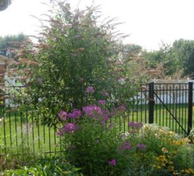 Butterfly-Bush-and-Phlox