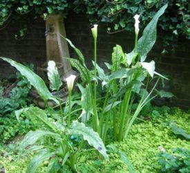 Cala-Lilies