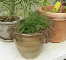 Chamomile Plant