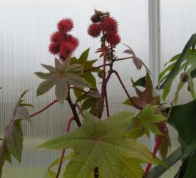 Castor-Plant