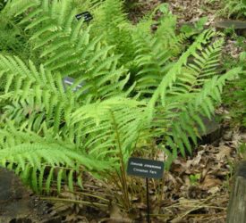 Cinnamon-Fern