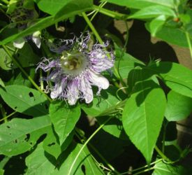 Clematis-1