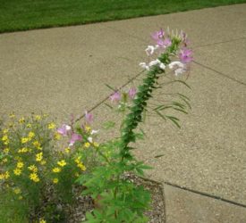 Cleome