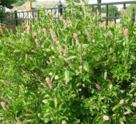 Clethra