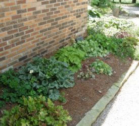 Coral-Bells-with-pine-needle-mulch-e1381256087391