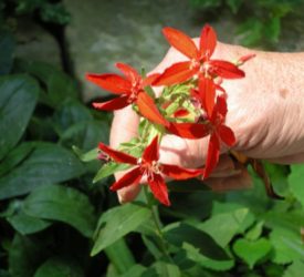 Crocosmia