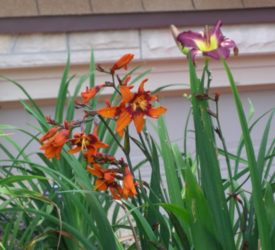 Crocosmia-Daylily