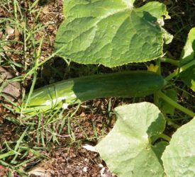 Cucumbers