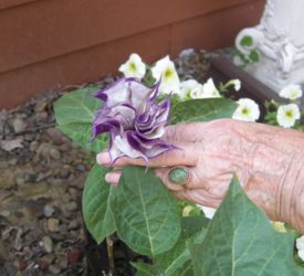 Datura