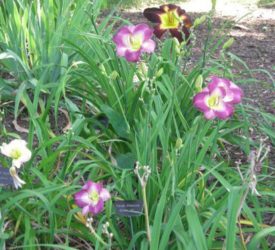 Daylilies