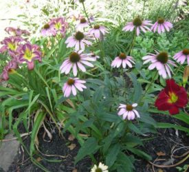 Daylilies-Coneflowers