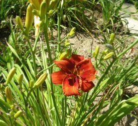 Daylily-2