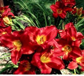 Daylily