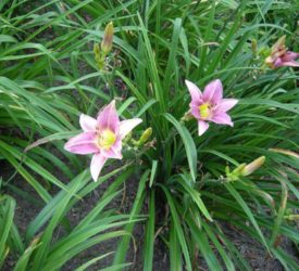 Daylily-5