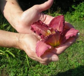 Daylily