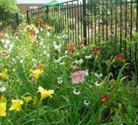 Daylily-beds-with-white-coneflower-and-balloon-flower