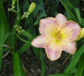 Daylily1