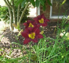 Daylily4