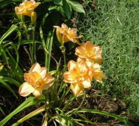 Daylily5