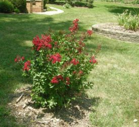 Dwarf-Crape-Myrtle1