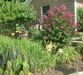 Elephant-Ear-Crepe-Myrtle