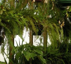 Ferns-and-houseplants