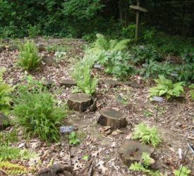 Ferns-scattered-among-the-stumps1