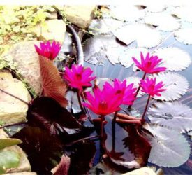 Fuschia-Water-Lily