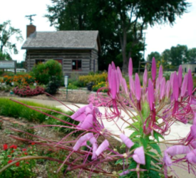 GIR-Cleome