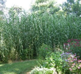 Giant-Reed