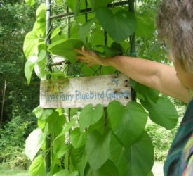 Granddaughter-Mayas-Fairy-Bluebird-Garden