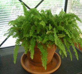 Grandmother-Vonneguts-fern