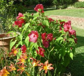 Hibiscus-and-Daylily